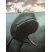 Baleine