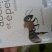 Abeille