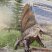 Dimetrodon