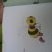 Abeille
