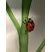 Coccinelle
