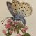Azuré du serpolet (papillon)