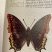 nymphale de l'arbousier (papillon)