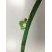 Chenille