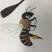 Abeille