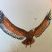 Grand aigle