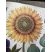 Tournesol
