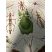 Phyllium giganteum