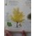 Ginkgo biloba