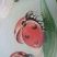 Coccinelle