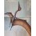 Quetzalcoatlus
