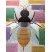 Abeilles 