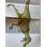 Tyranosaure