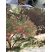 Arbre fleuri