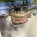 Spinosaurus