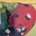 Coccinelle