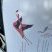 Flamant rose