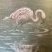 Un flamand rose 