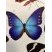 Morpho rhetenor