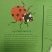 coccinelle