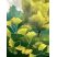 Ginkgo Biloba