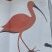 Ibis