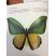 Papillon goliath