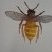 abeille