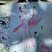 Flamant rose