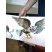 Hibou