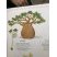 Baobab