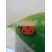 Coccinelle
