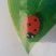 Coccinelle