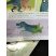 Tyrannosaure rex