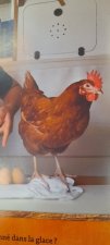 Poule