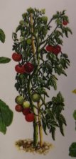 Tomate