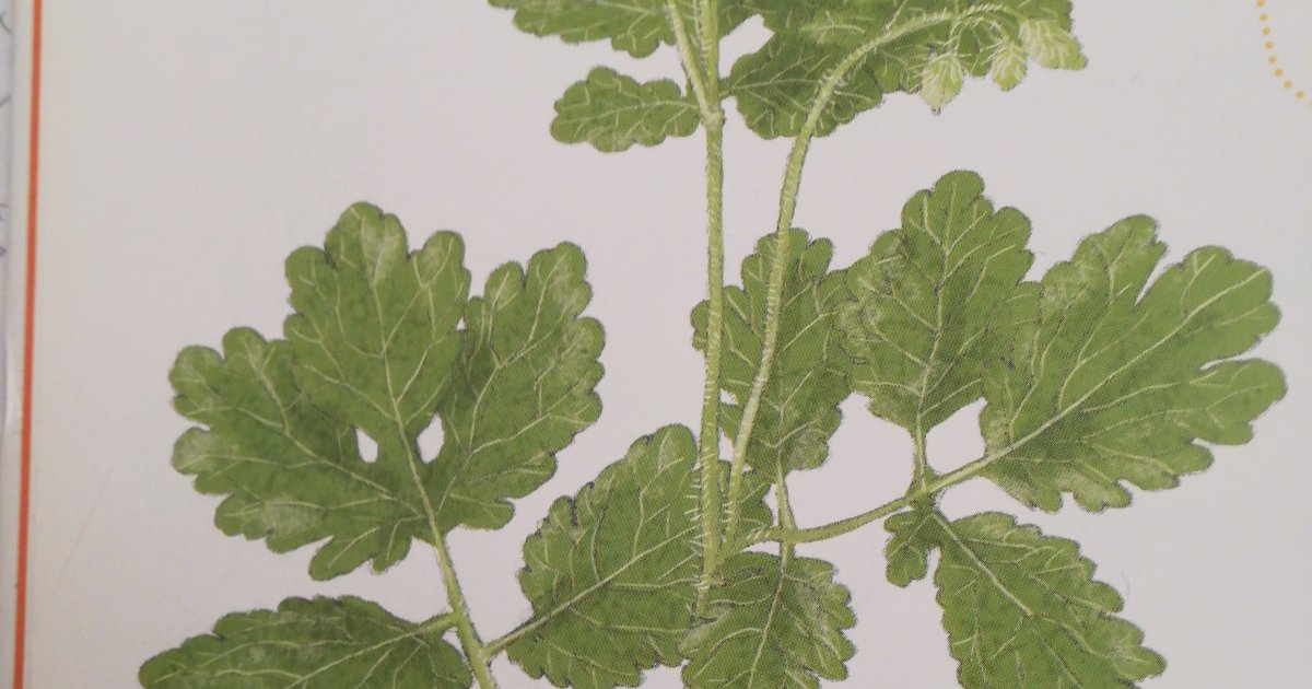 Chélidoine ou Chelidonium majus - LITTERNATURE