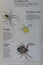 Araignées à toile