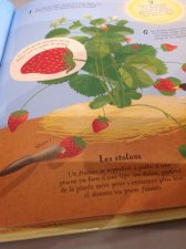 Fraisier