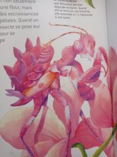 mante fleur