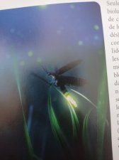 Luciole