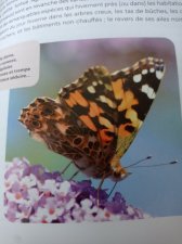 Papillon