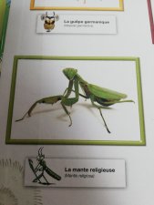 La mante religieuse 