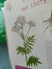 Valerian a officinalis