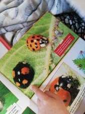 Coccinelle 