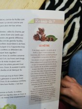 Le hêtre 