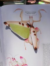 La mante orchidée 