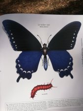 Le voilier noir