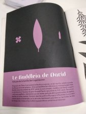 Buddleia de David