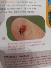 Coccinelle